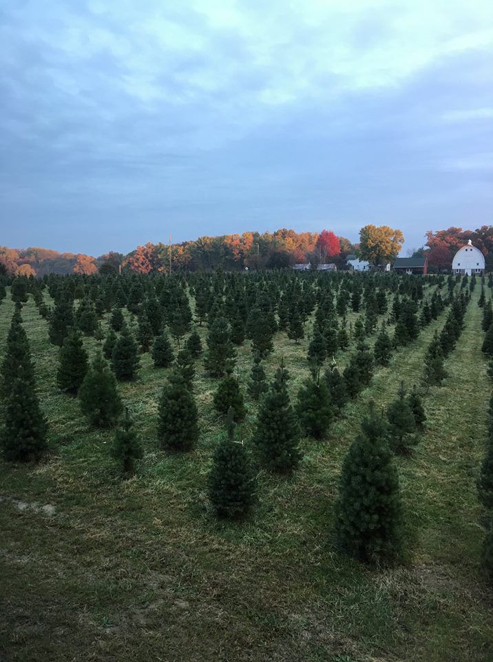 The Ol' Dairy Barn Christmas Tree Farm